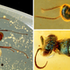Insectos cretáceos encontrados atrapados en el ámbar de Myanmar.